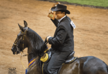 What are the different gaits in western pleasure?