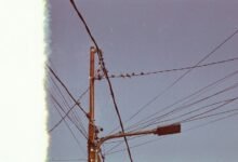 business support line number